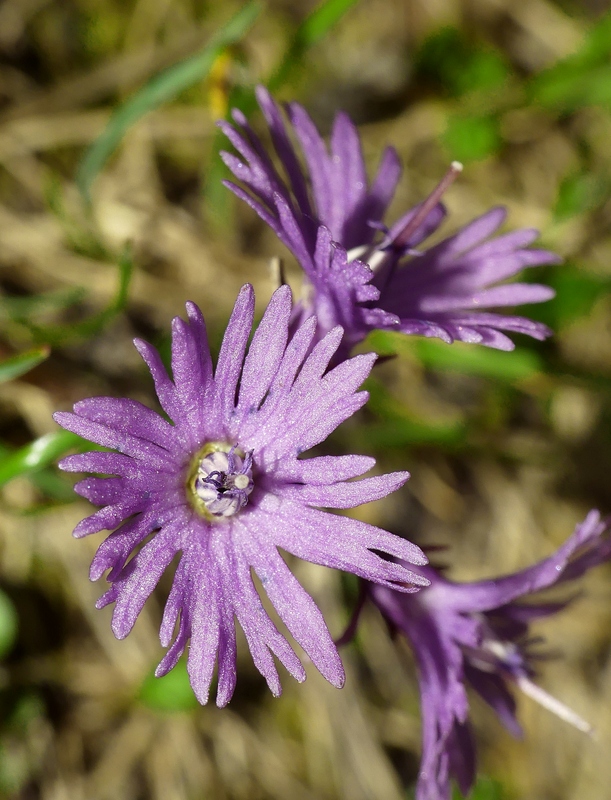 La Nigritella widderi a Pizzo di Sevo e Cima Lepri  -  luglio 2025
